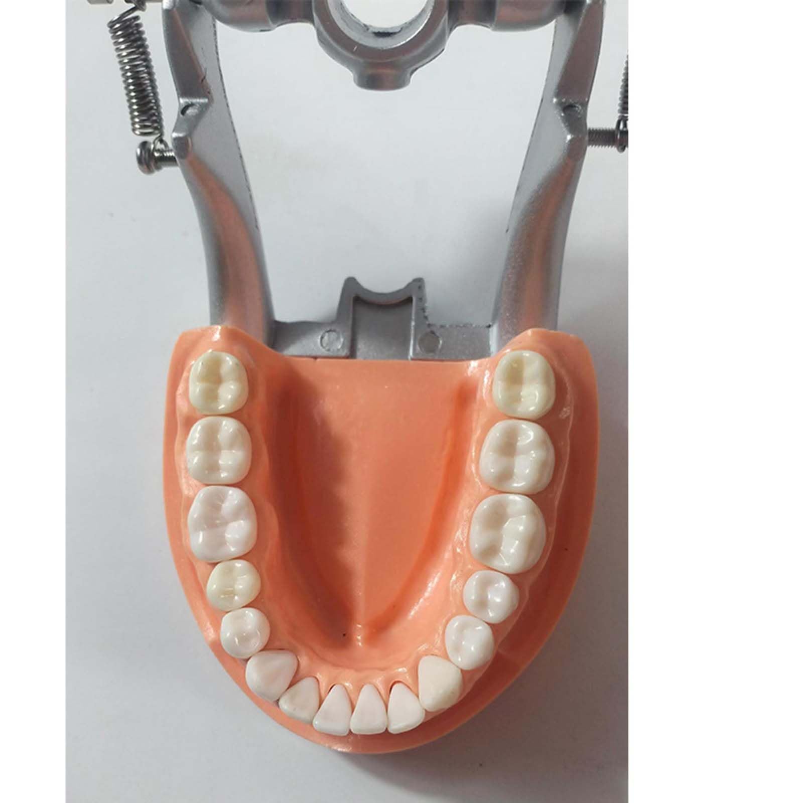 Modèle de préparation Dentaire Amovible Porte-mâchoire gingivale Souple Modèle de préparation de 32 Dents pour la Pratique des implants dentaires