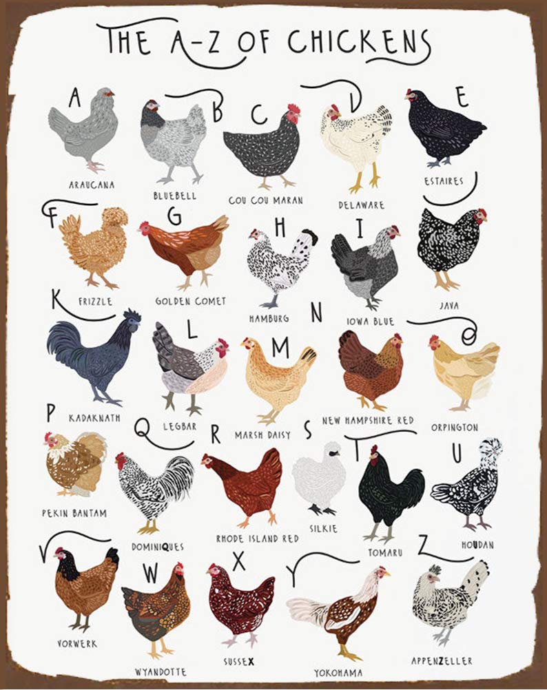 A-Z Of Chickens Poster, Chicken Print, Chicken Breeds Art, Alphabet Poster, Chicken Lover Gift, Chicken Poster, A-Z Of Chicken Breeds Metal Chicken Signs Poster Sign 8x12 inch