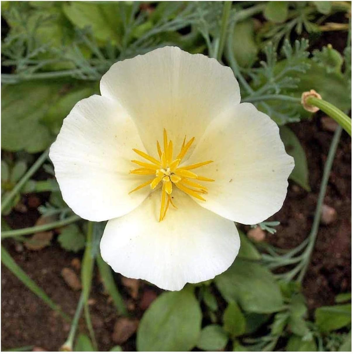Everwilde Farms - 1 Lb White Linen California Poppy Wildflower Seeds - Gold Vault