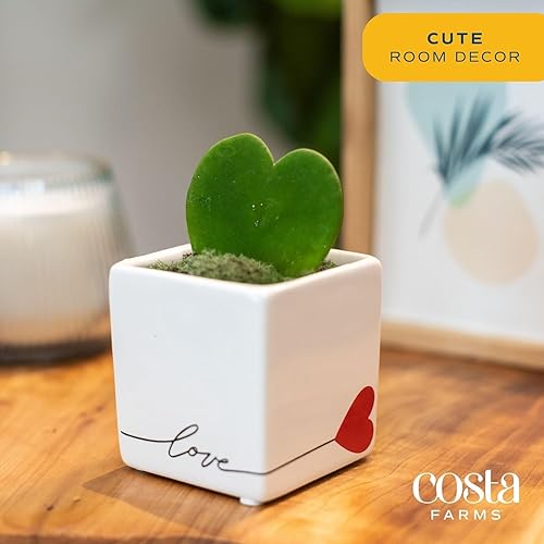 Miniatura 2 de Costa Farms Hoya - Planta viva de corazón, planta de interior similar a una suculenta maceta decorativa de amor, tierra para macetas, decoración de
