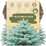 Blue Spruce Seeds for Planting (Picea pungens) - 150 Heirloom, Non GMO - Colorado Spruce Tree Seed Pack for Yard Landscaping & Christmas Tree Growing