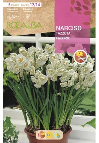 Bulbos de narciso tazzeta avalanche (bolsa 5 bulbos)