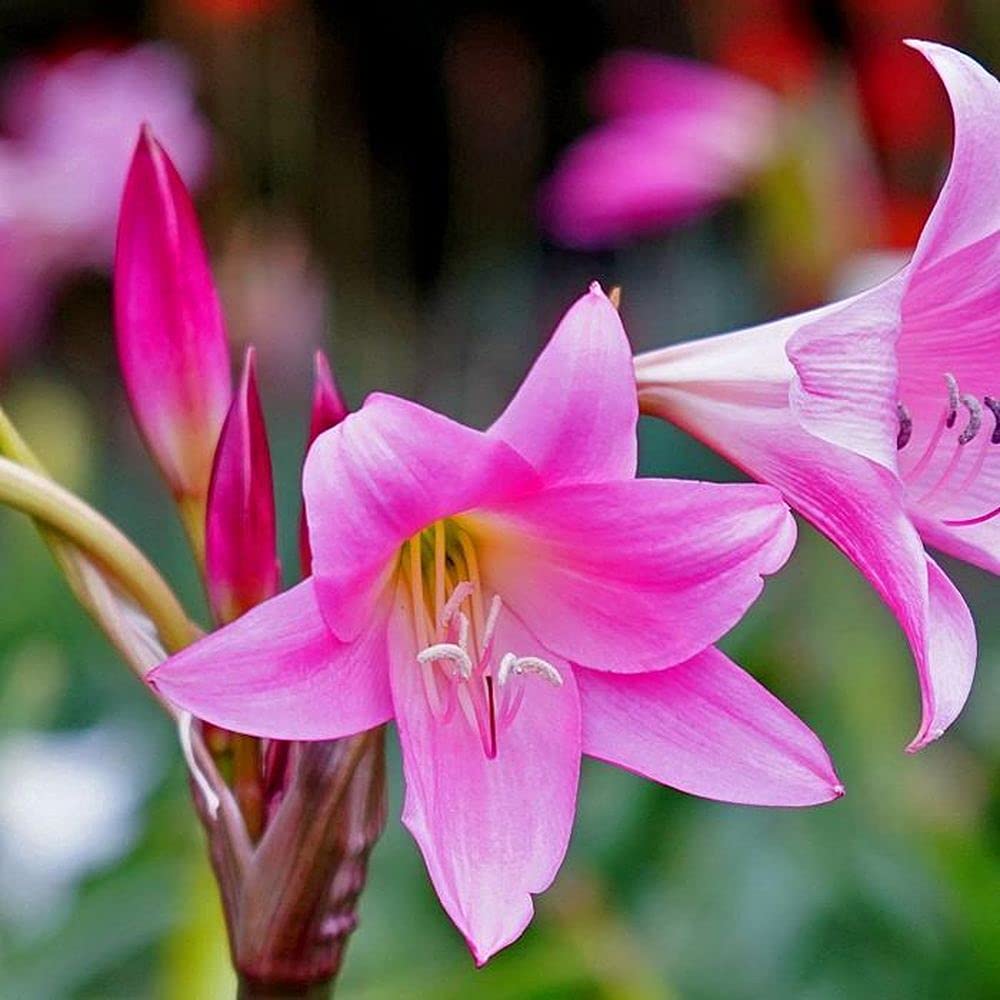 See full amazon price history chart for Flower Bulbs |Crinum Lily |Pink Colour |100% Germination Rate | Suitable for Indian Climate | Grow All Season Flower Bulbs | for Pot & Home Garden | Pack of 1 Bulbs By Live green Flower Bulbs |Crinum Lily |Pink Colour |100% Germination Rate | Suitable for Indian Climate | Grow All Season Flower Bulbs | for Pot & Home Garden | Pack of 1 Bulbs By Live green (B0995HBKL4) Amazon Price History, Amazon Price Tracker