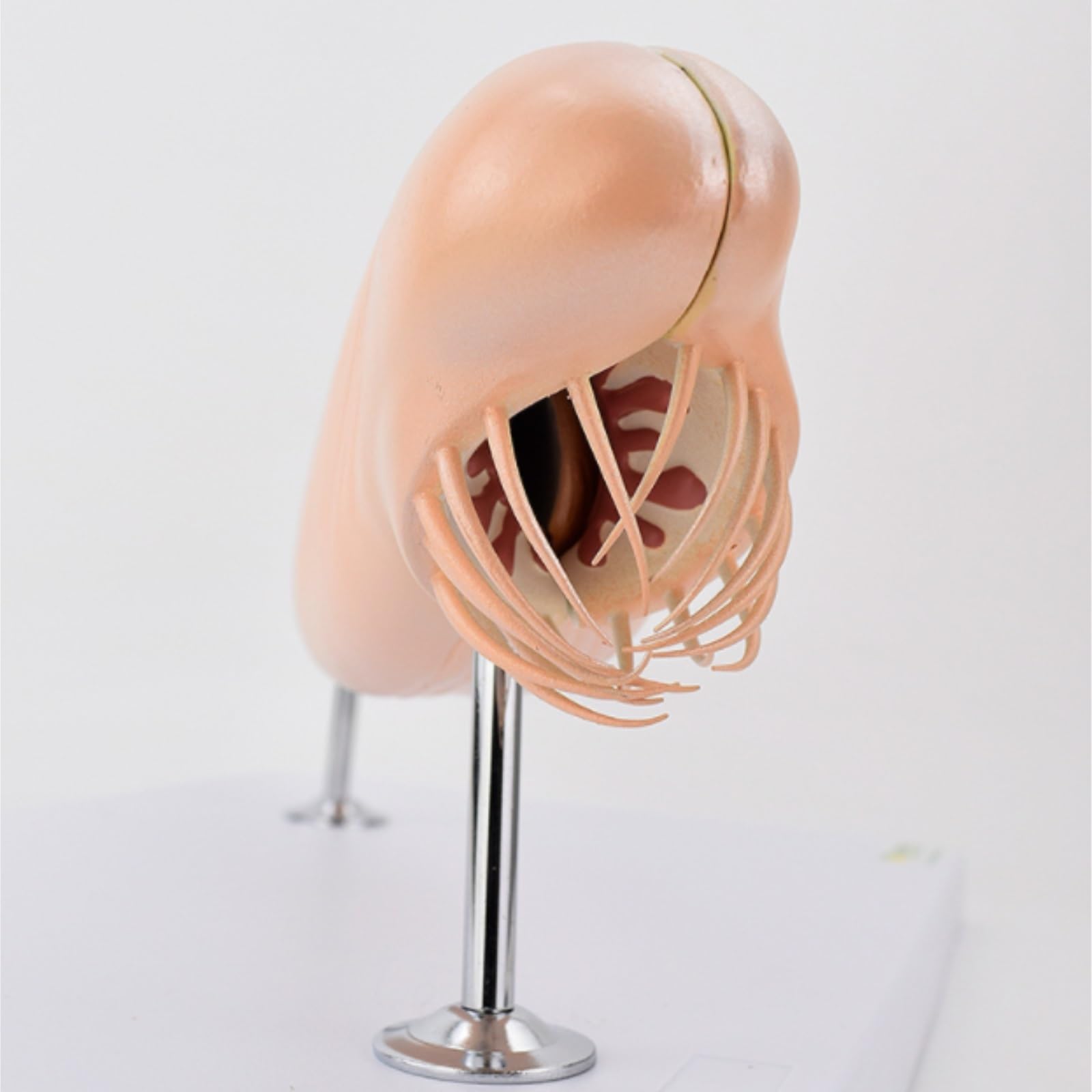 Modèles Anatomiques Modèle D'amphioxus, D'enseignement De L'anatomie Biologique Marine Animaux