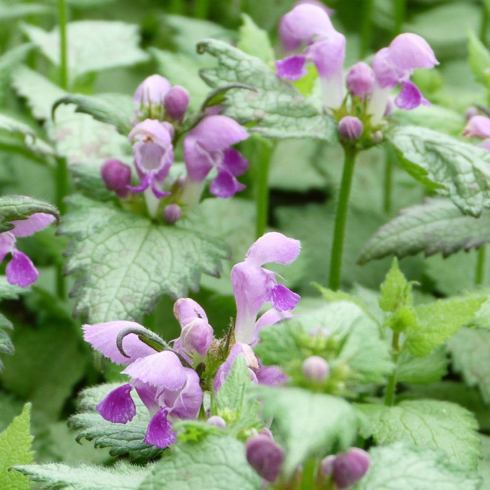 Lamium maculatum 'Pink Pewter' - Hardy Ground Cover Plant for Shady Areas - Silver Foliage & Pink Flowers - 1X or 2X 1 Litre Pots by Thompson & Morgan