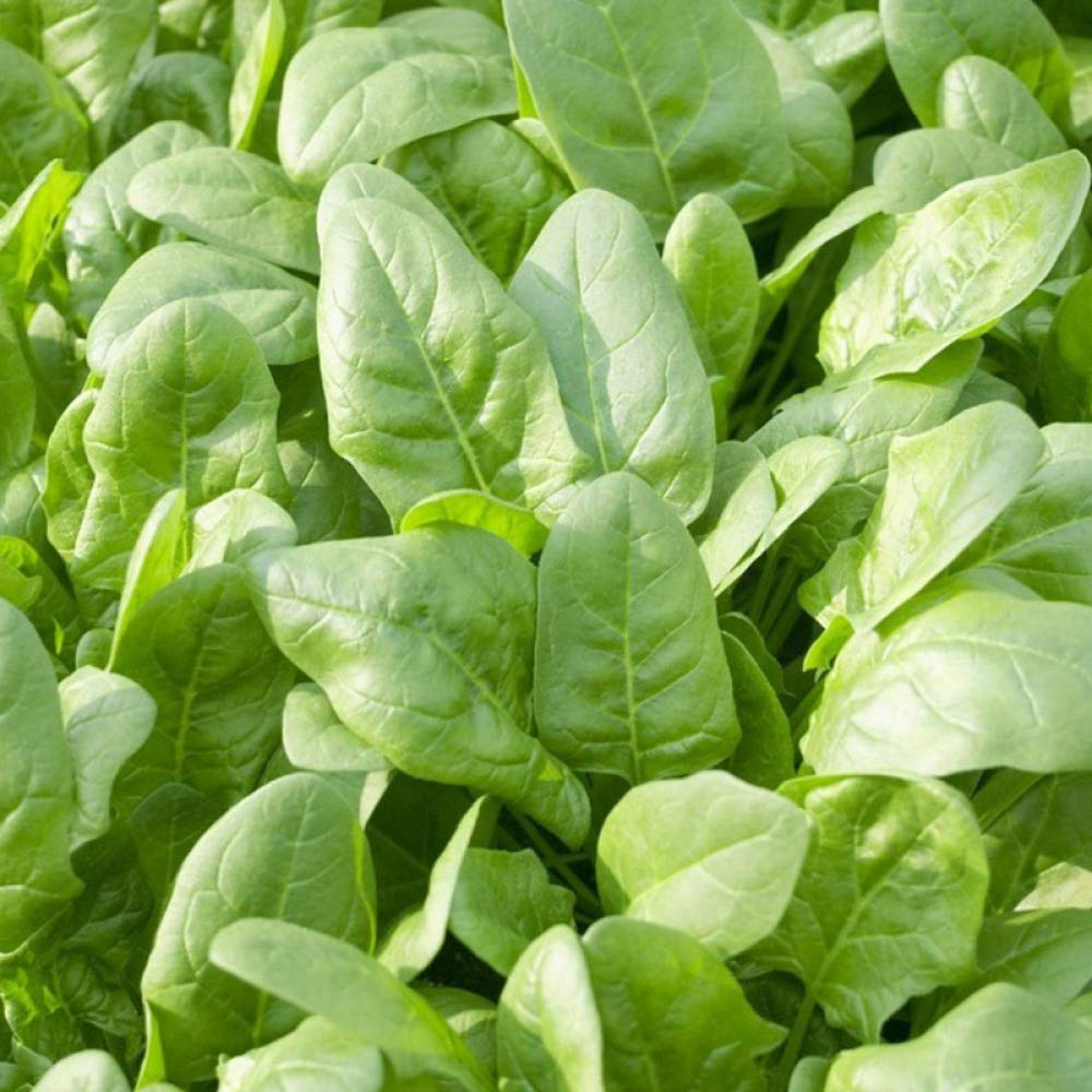 Spinach Seeds, Green Edible Vegetables, Outdoor Bonsai Planting Nutritious Seeds, 1000 Pcs