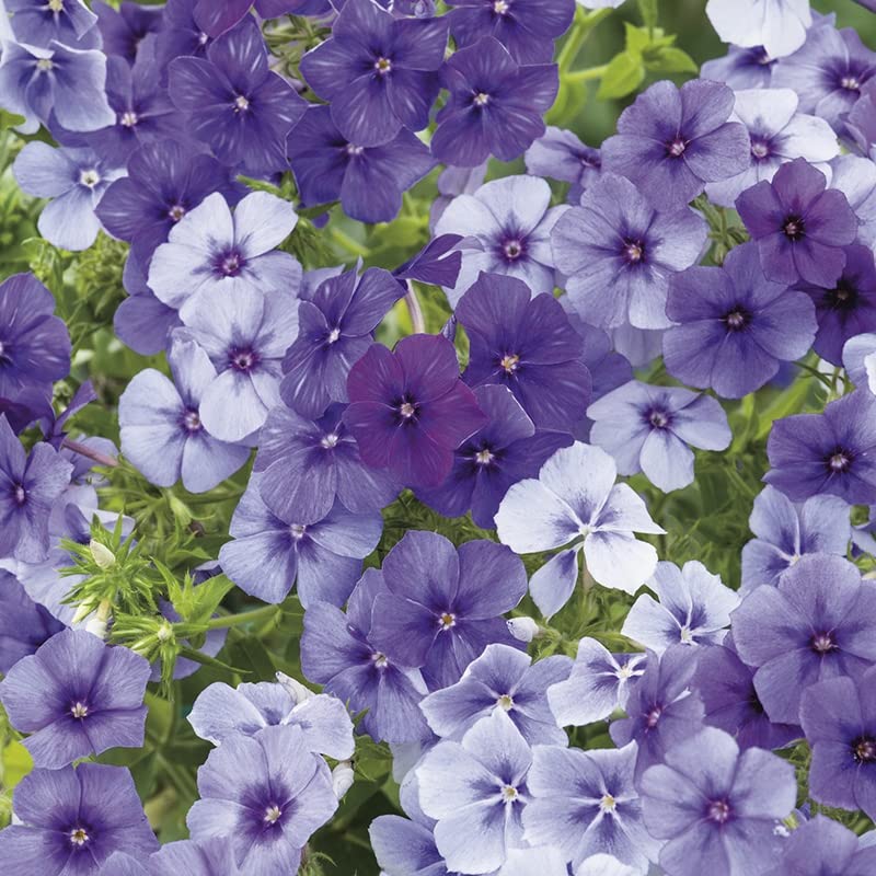 Rare Exotic " Moody Blues " Phlox 50 Seeds Pack for growing-image-12