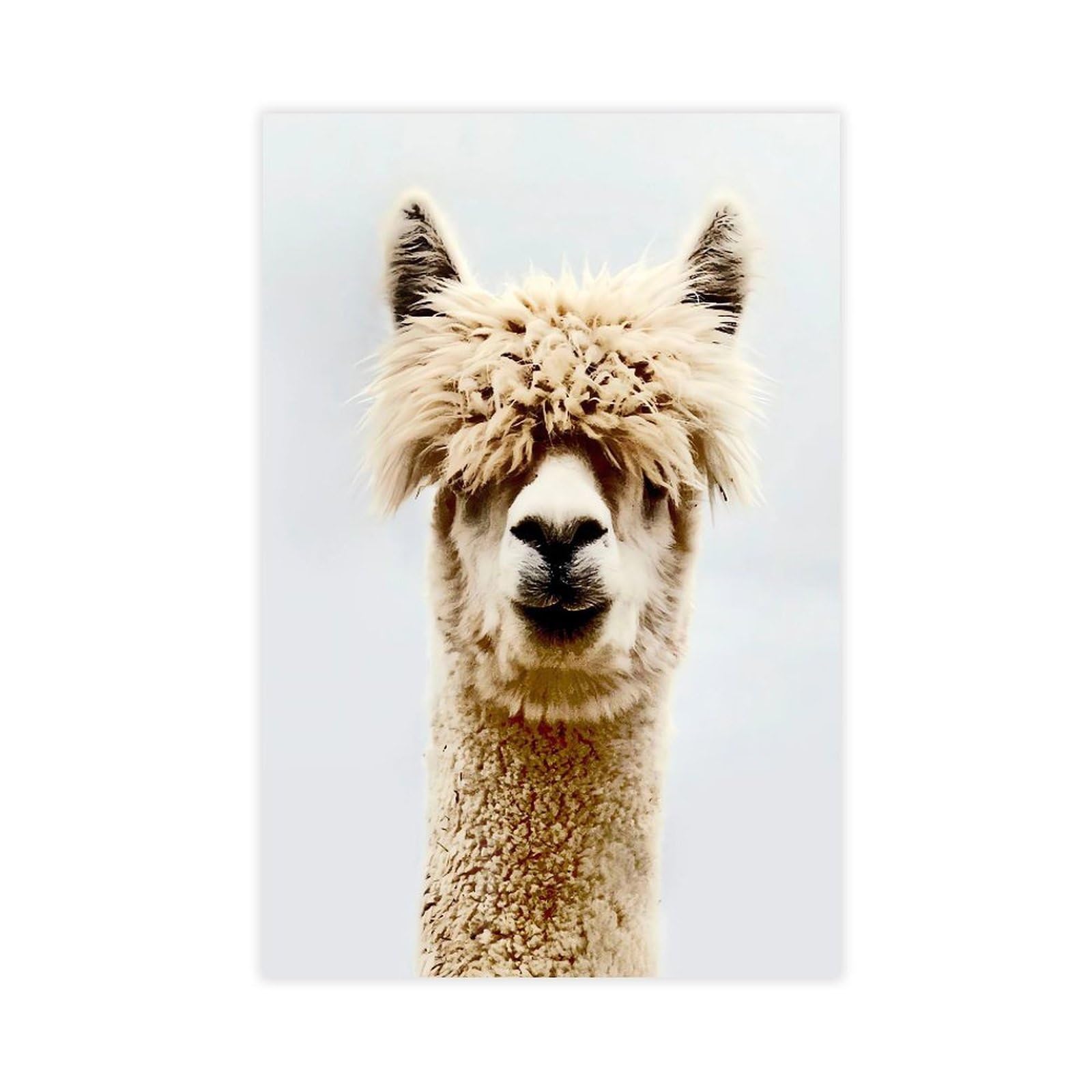 QNVJQKDSI Alpaca Animal Poster Canvas Poster Bedroom Decor Landscape Office Room Decor Gift 8" L X 12" W