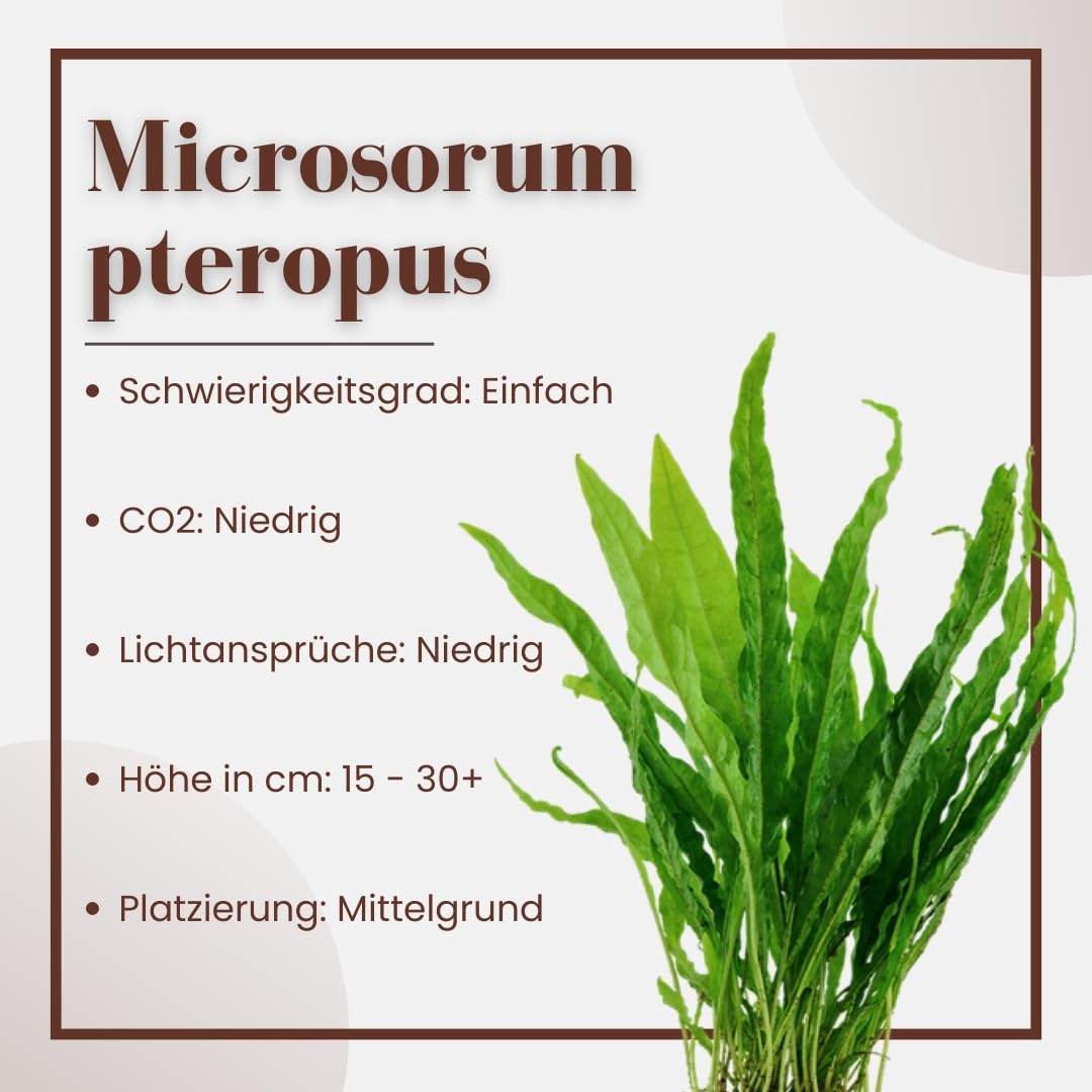 AquaOne Aquarium Pflanze 3 Stück Microsorum pteropus I Wasserpflanze Aquariumpflanze Wurzelstock/Rhizom voll durchwurzelt einfach pflegeleicht Aquascaping Dekoration