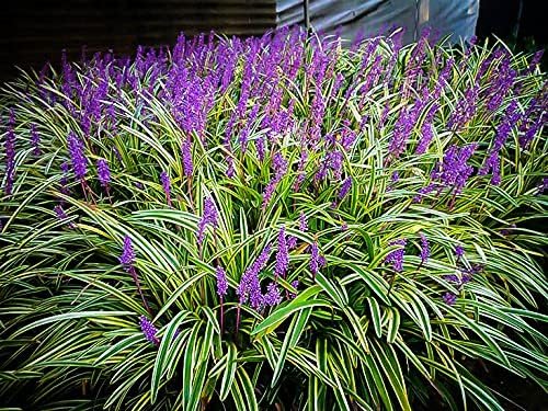 Variegated Liriope | 2 Large Gallon Size Plants I Liriope Muscari Variegata I Live Striking Evergreen Perennial with Colorful Foliage, Ideal for Borders