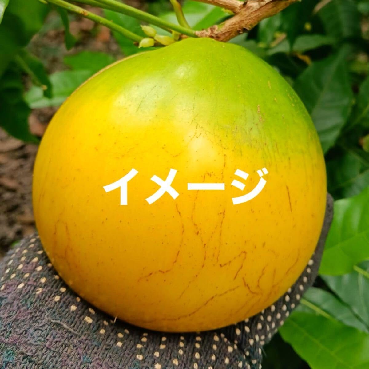 お買い得，品質保証】 アビウ苗木☆アビウ（ABIU・四季成り種） 中苗