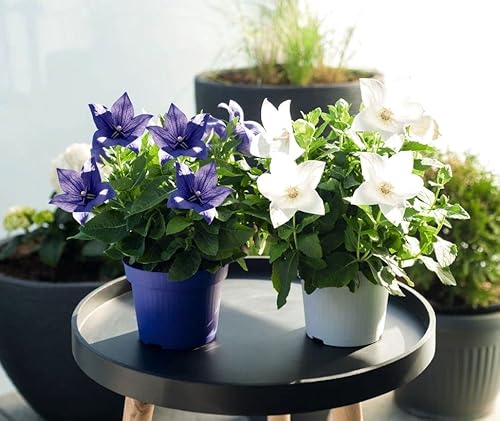 Balloon Flower Seed Mix White and Blue Japanese Bellflower 100 Seeds for Planting
