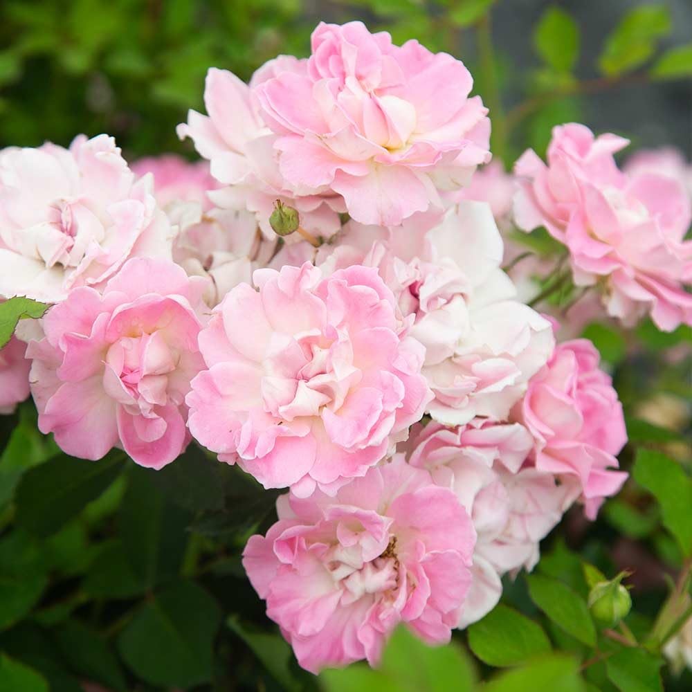 Amazon.com : Heirloom Shrub Roses, Live Own Root Plant for Outdoor