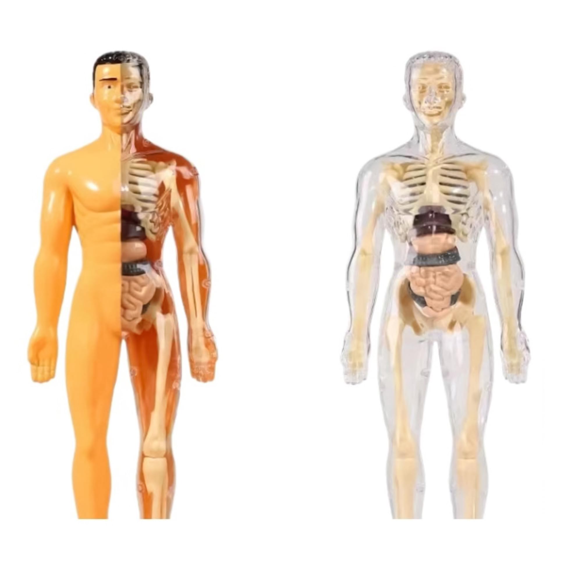 3D Human Body Anatomy Skeleton Model for Kids Toys| Educational Toys & Science Experiment Kit with Removable Skeleton & Organs | Skeleton Model Toys for Kids| STEM Toys (B0DH27CHCS) Amazon Price History, Amazon Price Tracker