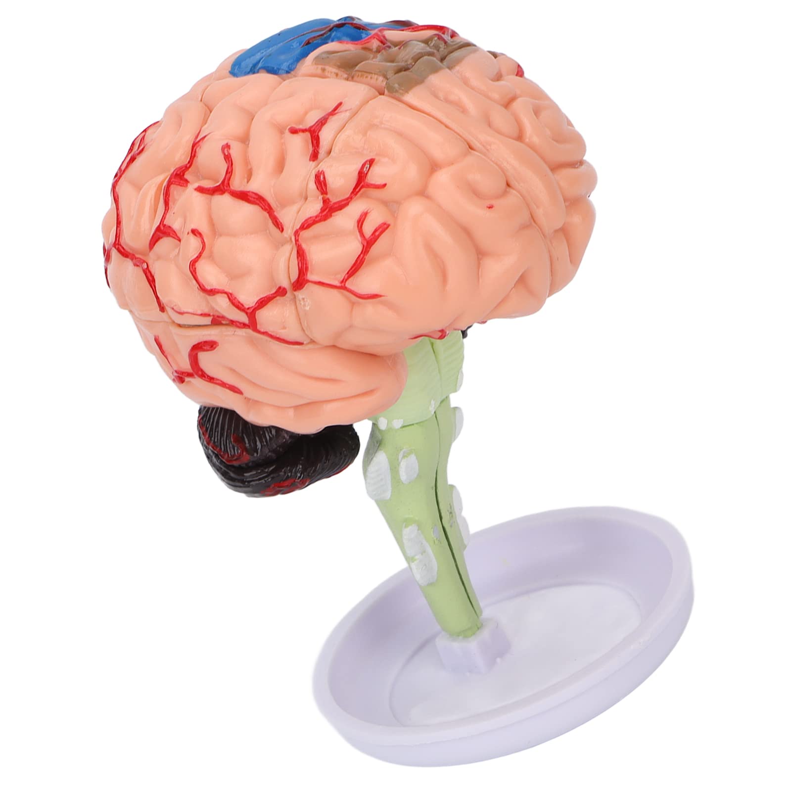 Modelo de cerebro anatómico 4D interactivo con estructura transparente de vinilo 8