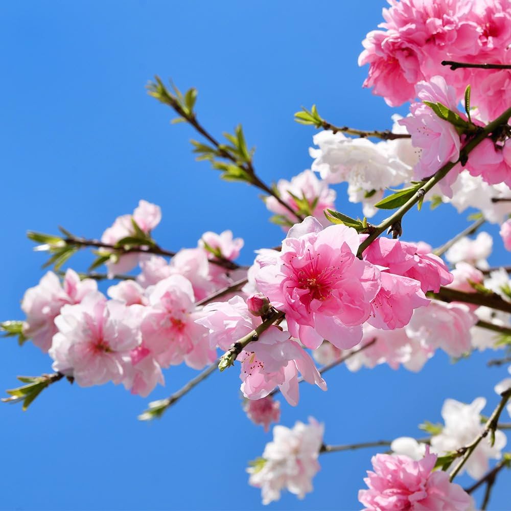 お買い得です！　源平花桃　咲き分け　紅　白　絞りハナモモ　立性　1本で楽しめます 花桃の苗木 源平しだれ桃（咲き分け） : 植物・園芸専門店 花育