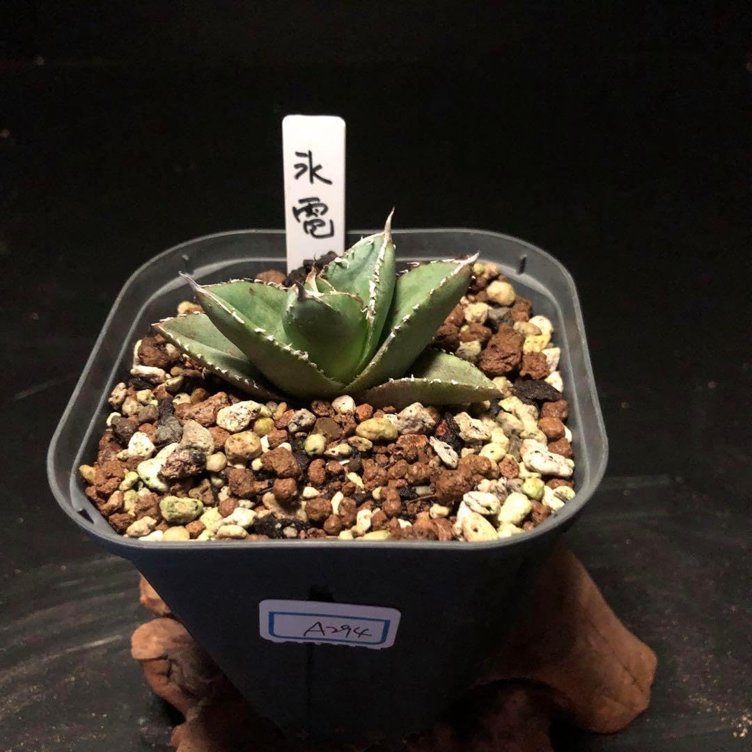 現地球 発根済み ユーフォルビア ホリダ 大株 鉢のまま発送 コーデック