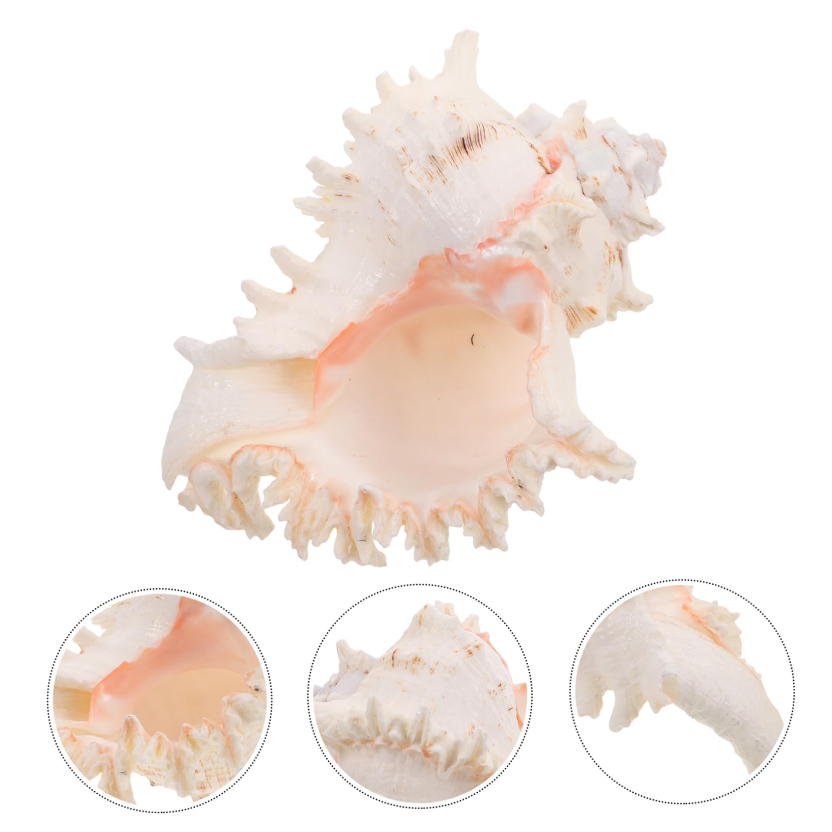 ULTECHNOVO Conchiglia Naturale Grande per Decorazioni Spiaggia e Feste Matrimonio Decorazione Versatile in Conchiglia per Acquario o Centrotavola