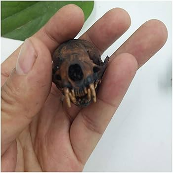 Amazon.co.jp: イタチの頭蓋骨モデル 本物の動物の頭蓋骨の剥製