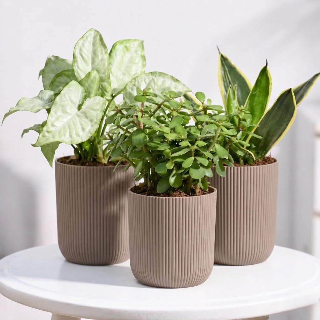 Ugaoo Combo of 3 Live Indoor Plants with ibiza Self Watering Pots (mocca) – Lucky Jade, Syngonium White Butterfly & Golden Hahnii Snake | Ideal for Home Decor & Office-image-25