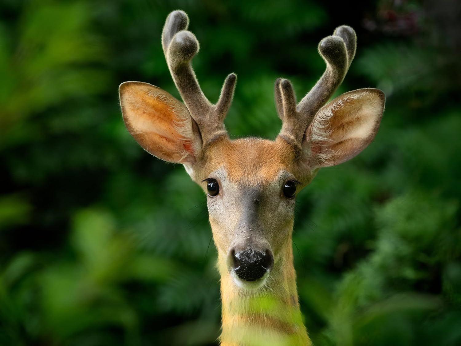 OM SYSTEM MC-20 2X Téléconvertisseur – Double Distance focale pour Objectifs Olympus M.Zuiko, étanche, Léger