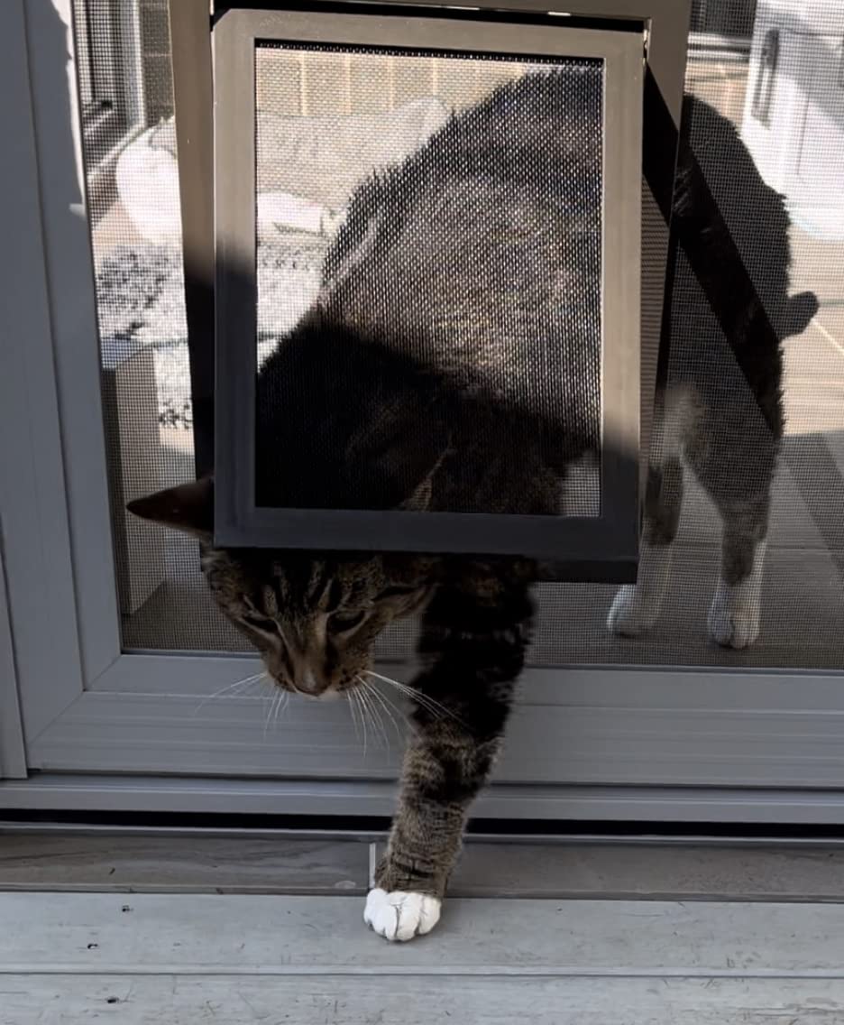 PetSafe Pet Screen Door, Small, Brown Pet Supplies