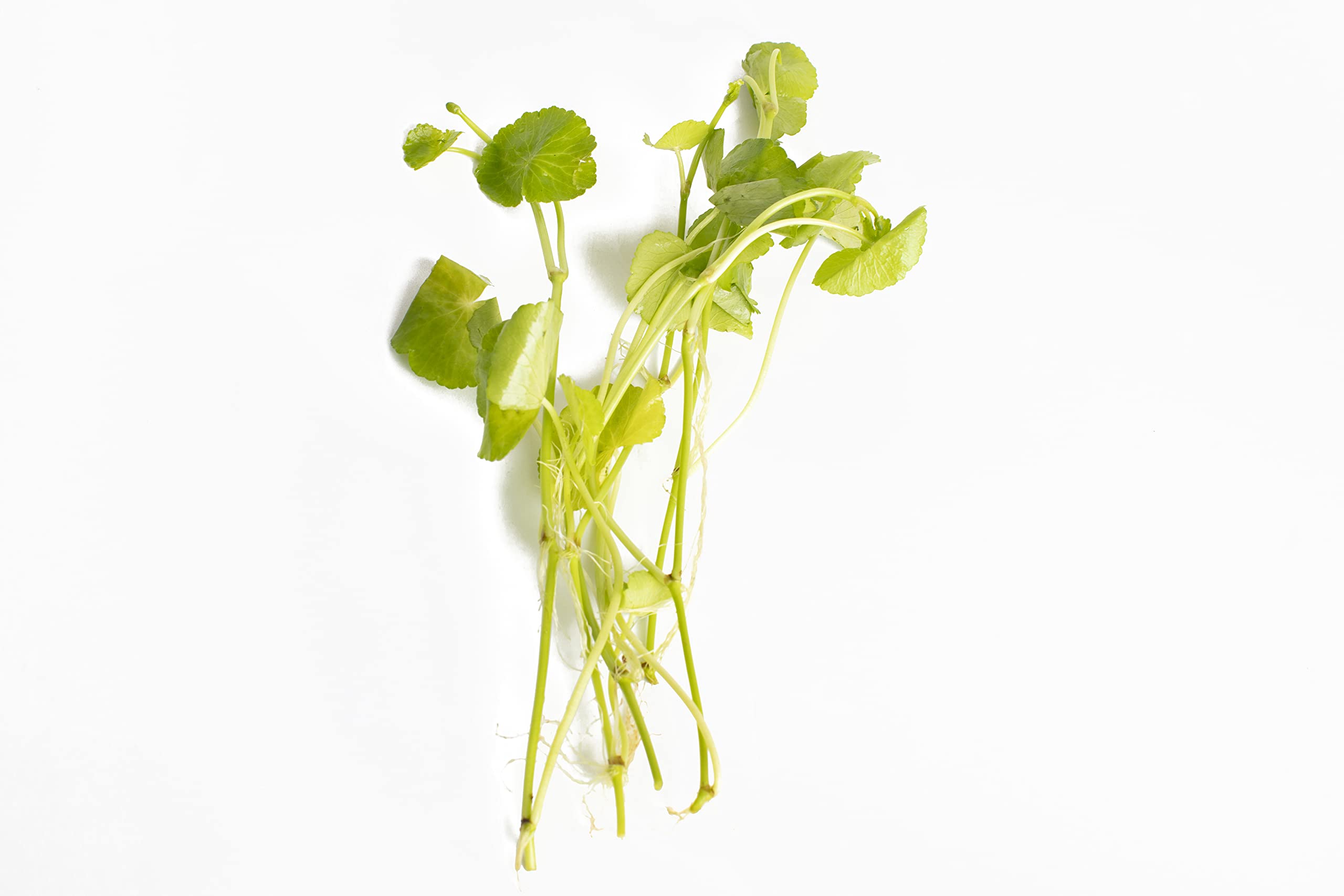 Lincolnshire Pond Plants Ltd - Hydrocotyle leucocephala Live Aquarium Plant for Freshwater Tropical Tanks Aquascaping (5X Loose)