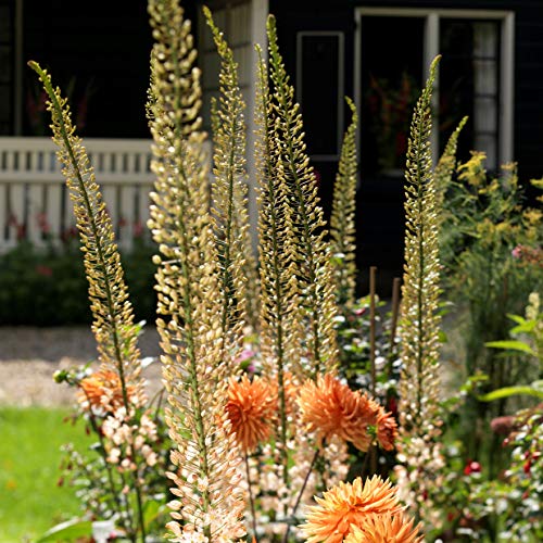 Colorful Eremurus Shelford Hybrid Mix | Gorgeous Mixed Color Blooms - Foxtail Lily - 3 Large Flower Roots For Planting - Desert Candle Flowers | Ships From Easy To Grow Tm #TOP5