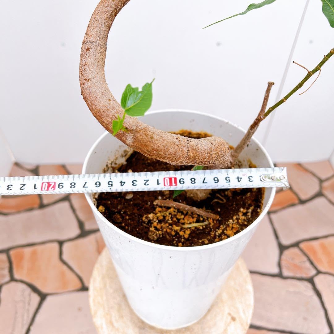 フィカス ゴムの木 インドボダイジュ フィカスインドボダイジュ 2番