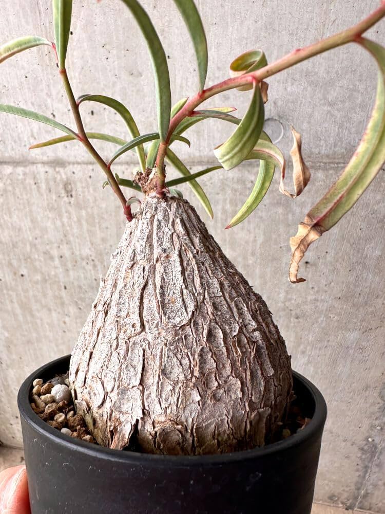 ト*シ様 ユーフォルビア トリカデニアEuphorbiatrichadenia 214f1d234a28de53158d28ddea4050