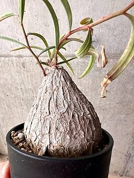 Amazon｜【現品限り】ユーフォルビア・トリカデニア 3年以上管理