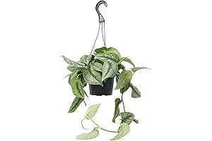 Green Oasis In Silver: Discover The Graceful Silver Satin Pothos Hanging Basket
