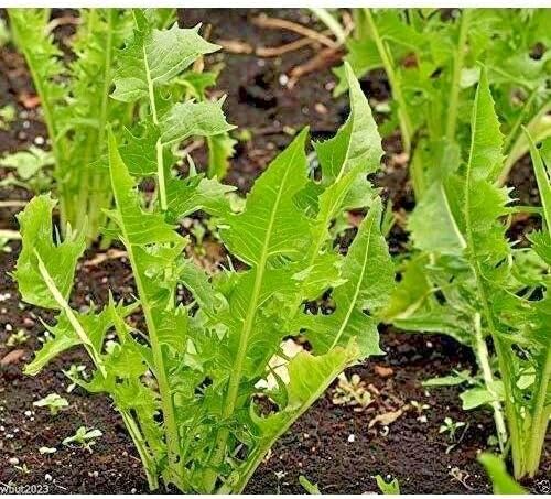 Miniatura 3 de Catalogna Semillas de achicoria sin OMG Hojas de diente de león orgánicas sabor espárragos rsc2a1r (más de 600 semillas)