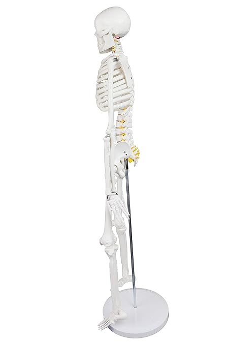 Walter Products B10205 Human Skeleton Model with Nerves ...