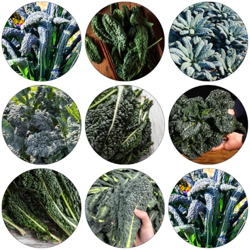 col kale semillas de perennes decorativas de jardín semillas resistentes para jardines rocas jardín invierno en 150pcs