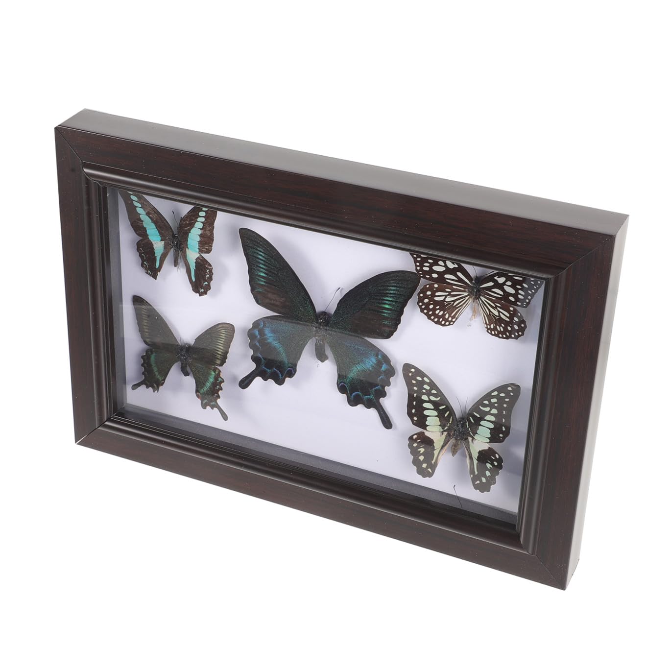 SHINEOFI Marco de Exhibición de Mariposas Disecadas A7 Decoración Mural de Madera Natural Arte Mural Hecho a Mano para Sala de Estar Cuadro Decorativo de Pared para Coleccionistas y