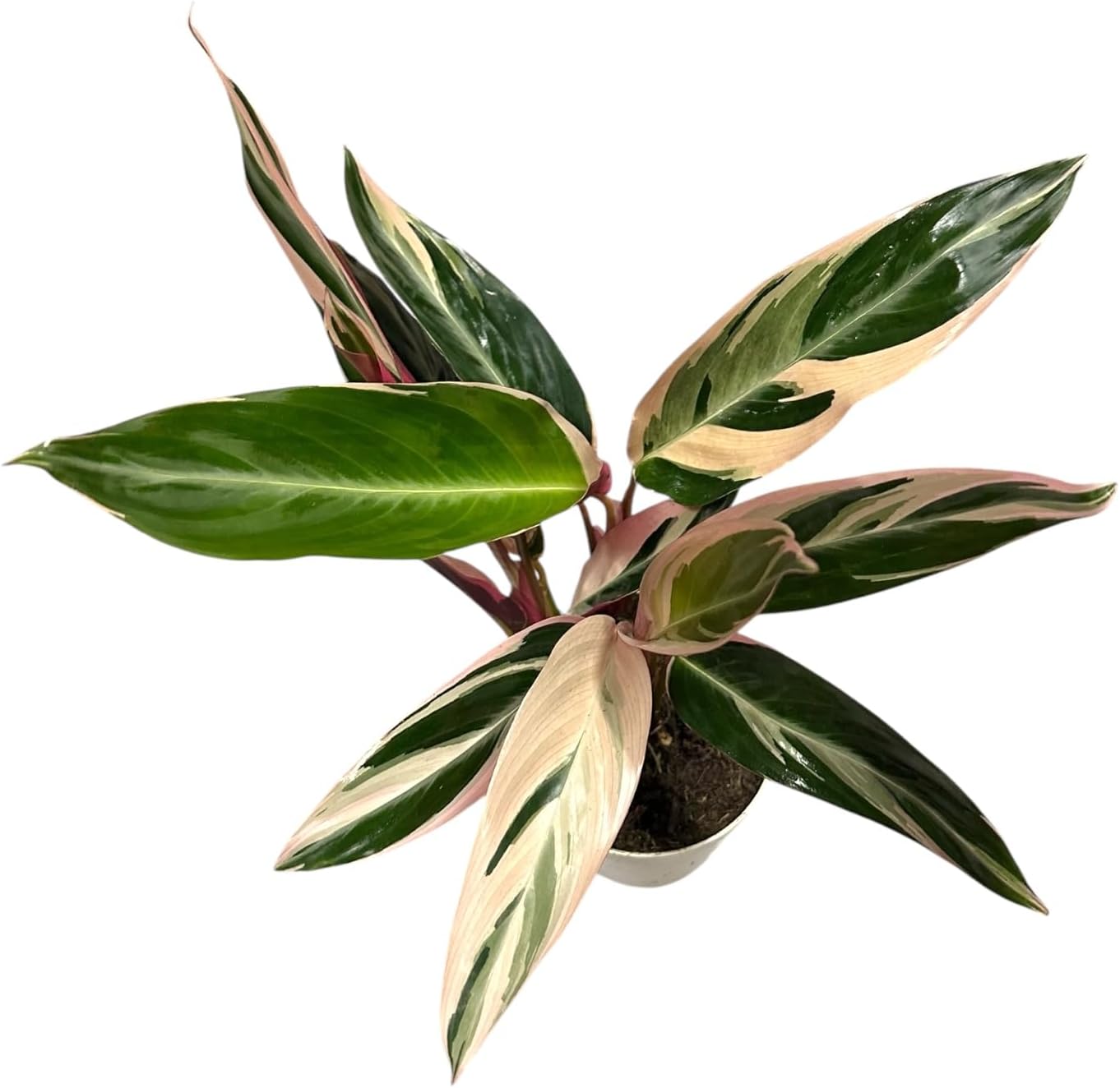 Live Plants Stromanthe Triostar, Tricolor Prayer Plant, 12-16" Tall, houseplant, Gorgeous Live Indoor Live Plant, Easy to Care, Rare Plant, 4 inch Pot