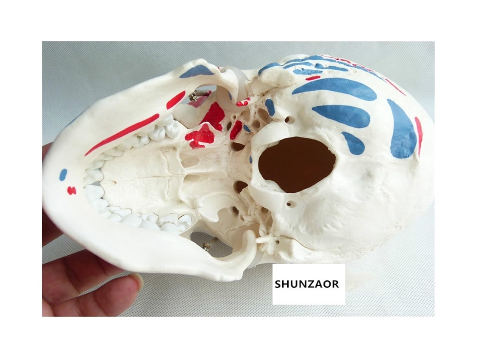 Anatomía de tamaño real, cráneo médico, hueso, Natural 1:1, coloración muscular, modelo anatómico humano