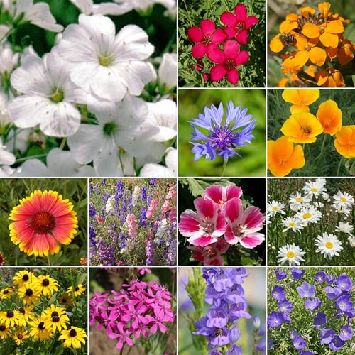 Image of Ferry-Morse Rocky Mountain Bulk Wildflower Seeds, 200,000+, 1 lb