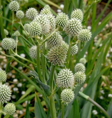 Palmlilien Edeldistel - Eryngium yuccifolium - lebende Gartenpflanze aus den Baumschulen