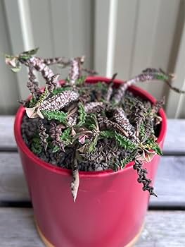 Amazon.co.jp: ユーフォルビア デカリー スピロスティカ 陶器鉢