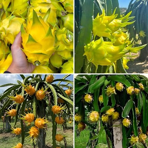 Set of 3 Yellow Dragon Fruit Plants Live, 4-7 Inches Tall, Tropical Dragonfruit Cactus Tree for Outdoor Spring Growing - Thumbnail 7