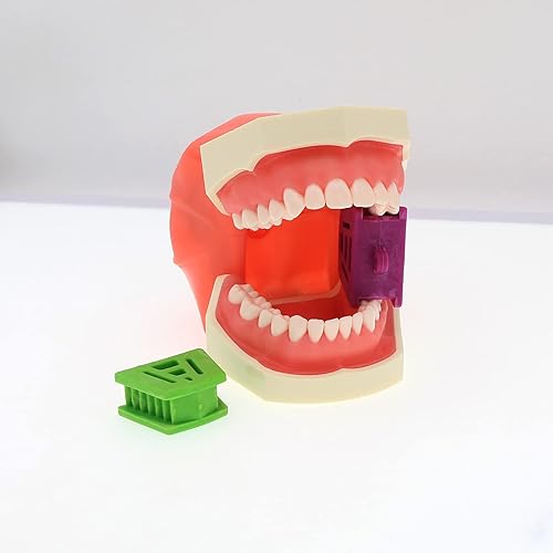 Miniatura 5 de Modelo de práctica de enseñanza dental Modelo de demostración de estudio de enseñanza Dientes extraíbles 28 dientes Dientes dentales Typodont Modelo