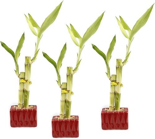 Juego de 3 arreglos de bambú de la suerte viva con 2 tallos en macetas cuadradas rojas de cerámica, juego de tres plantas de bambú de la suerte de 6
