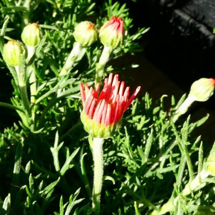 ローダンセマム　苗♡かわいいお庭♡ガーデン　ガーデニング　春 ローダンセマム 苗♡かわいいお庭♡ガーデン ガーデニング 春