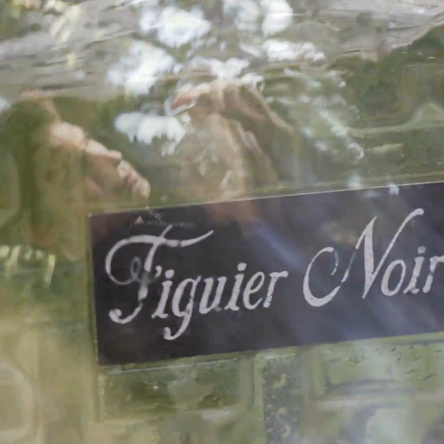 Houbigant Figuier Noir フィゲ ノワール 100ml Figuier Noir Eau de