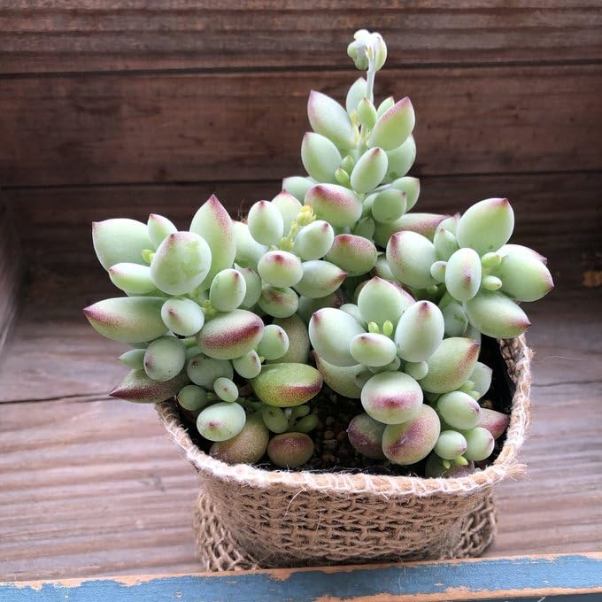 Amazon.co.jp: ペンデンス ぷっくりの多肉植物 インテリア