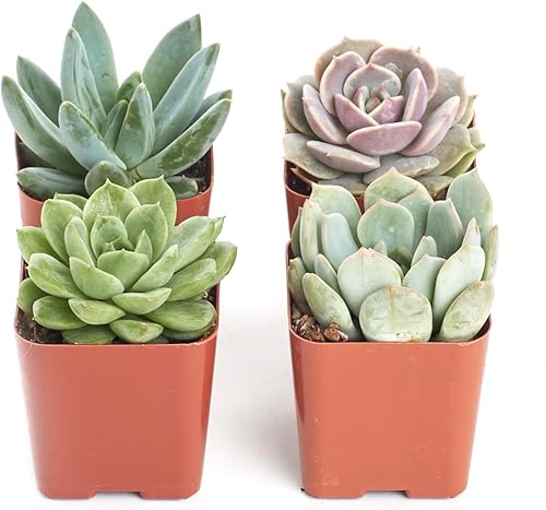 Shop Succulents Rosette - Colección de plantas suculentas – Mini plantas suculentas vivas, bajo mantenimiento, mezcla de colores y texturas en forma