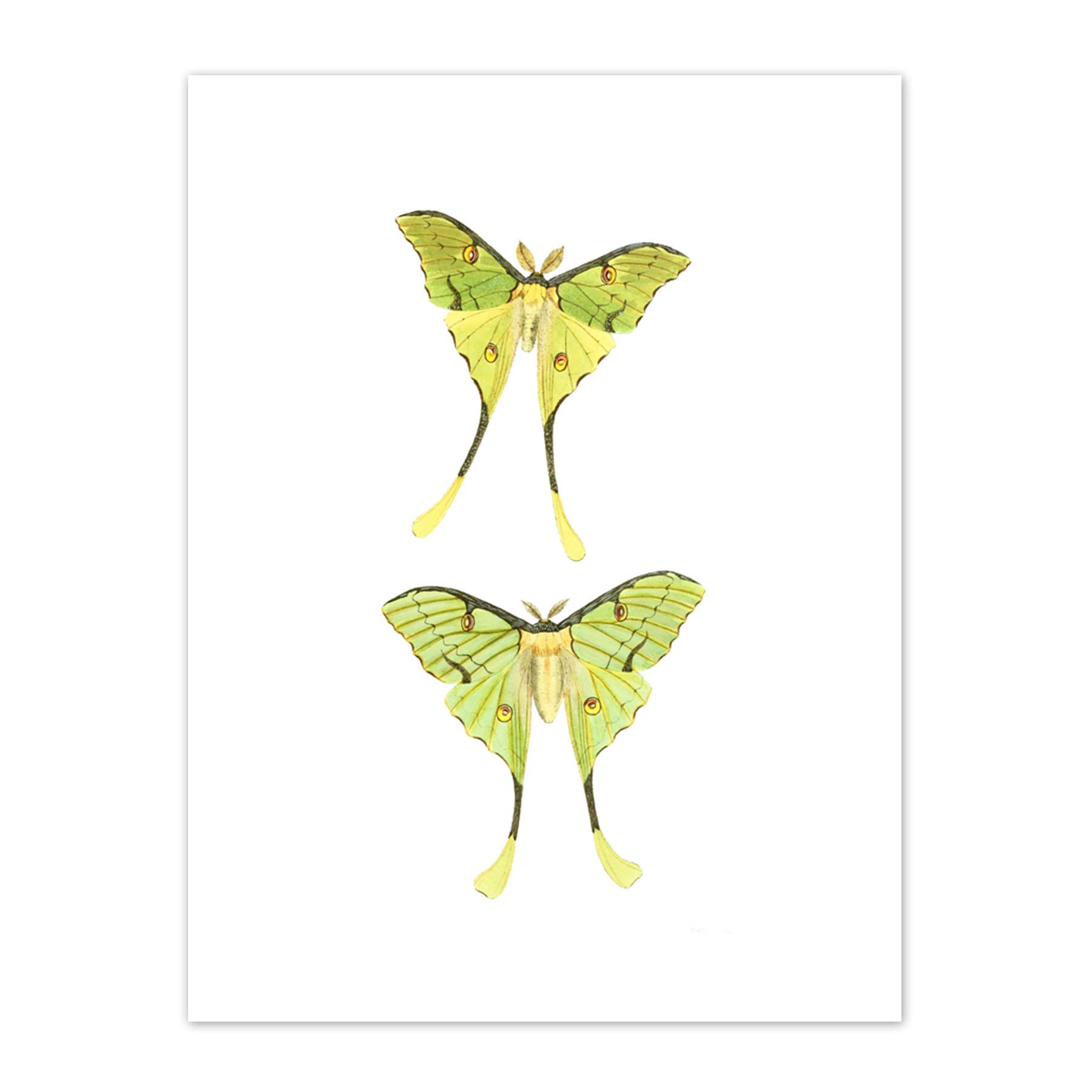 Wee Blue Coo Moths Green Illustration Art Print Canvas Premium Wall Decor Poster