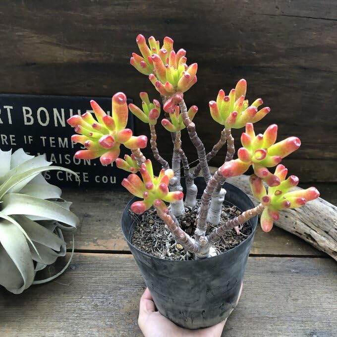 ゴーラム 宇宙の木【抜き苗】多肉植物 Amazon.co.jp: 宇宙の木 ゴーラム 丈夫な多肉植物 ユニークな形